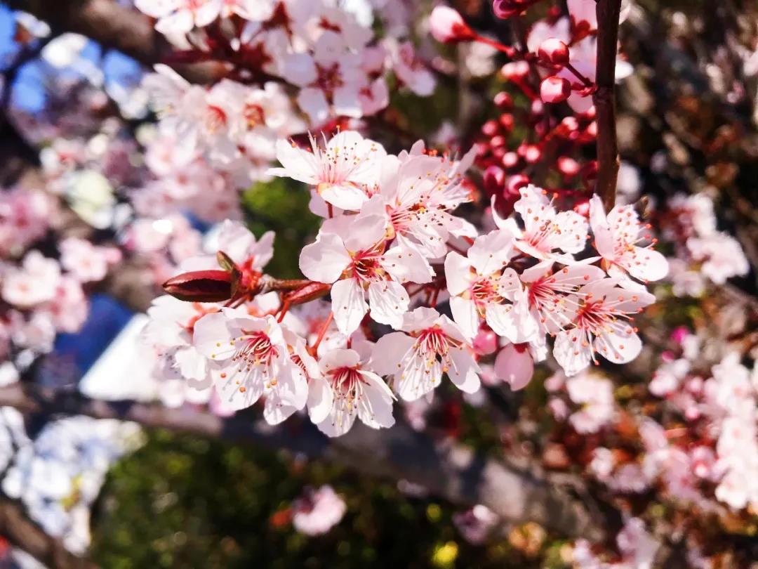 在麗江的春暖花開(kāi)里，邂逅一場(chǎng)花事！