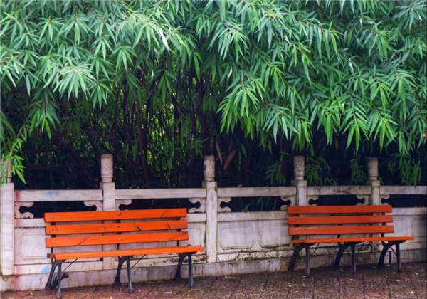 煙雨繚繞，黑龍?zhí)杜c詩平分秋色