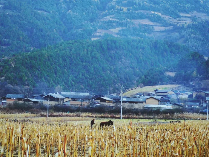 麗江特色節(jié)日：“殺年豬”對麗江人來說有多重要？