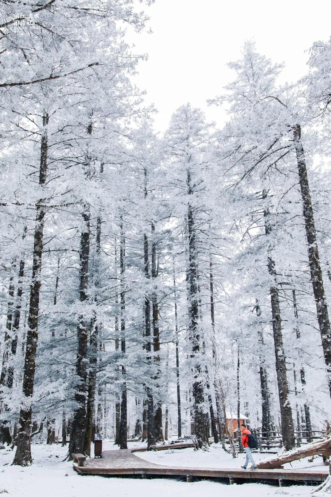 玉龍雪山云杉坪